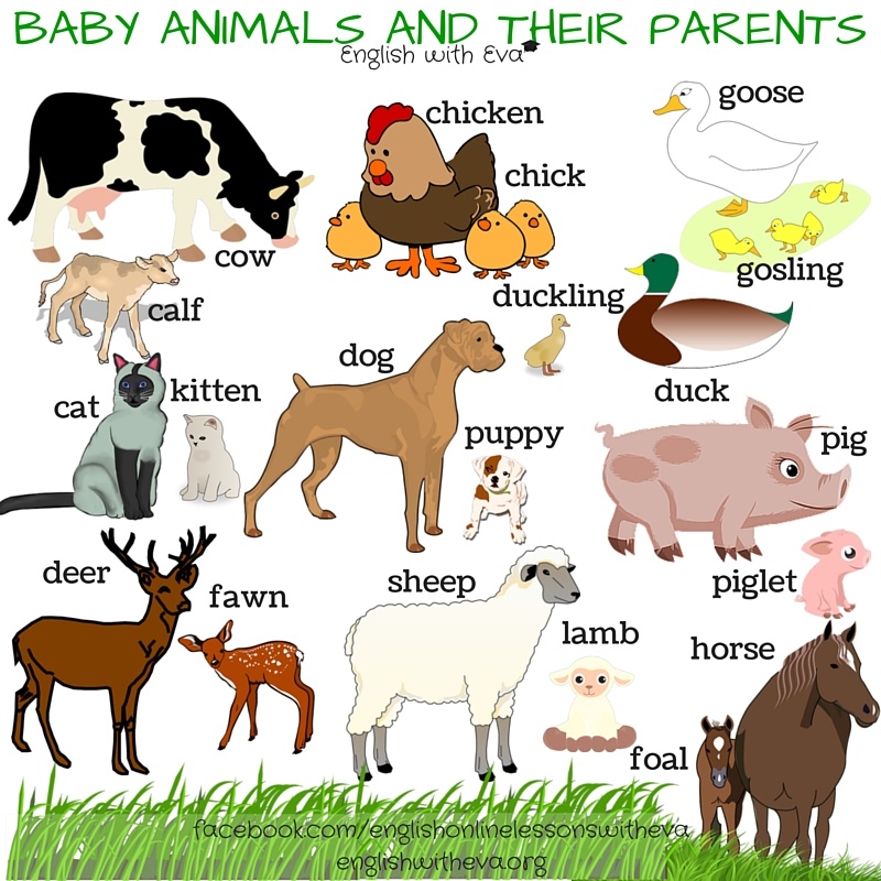 animals and their young clipart - photo #11